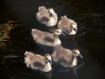 [The five fuzzy goslings swim as a clump in the water.]